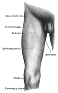The quadriceps forms the bulk of front part of the thigh