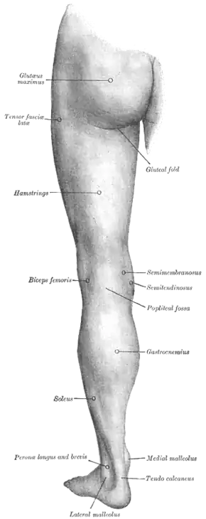 Back of the left thigh, with the position of the tensor fasciae latae indicated.