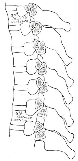 Section of the costotransverse joints from the third to the ninth inclusive.