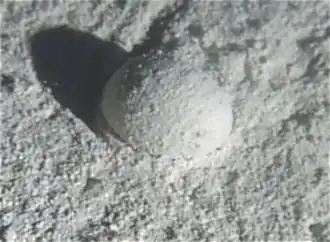 Gromia sphaerica is a large spherical testate amoeba which makes mud trails. Its diameter is up to 3.8&nbsp;cm.[116]