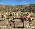 The Guanaco