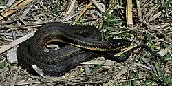 Gulf saltmarsh watersnake (Nerodia clarkii clarkii), Chambers County, Texas