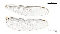 Male wings