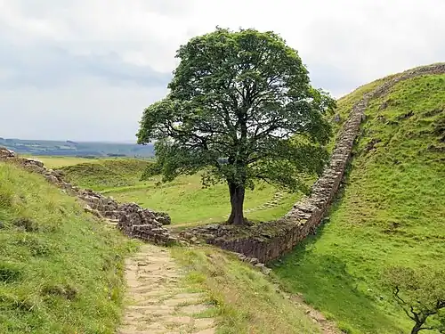The Sycamore Gap tree, which was felled in 2023 in an act of vandalism (also known as the "Robin Hood Tree", because it appeared in the film Robin Hood: Prince of Thieves)[68]