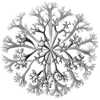 Illustration from Kunstformen der Natur (1904)