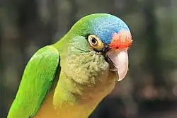 Closeup of a pet half-moon conure in captivity