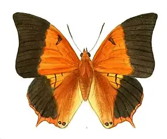 Dorsal view (male)