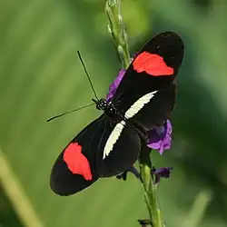 H. e. petiverana Costa Rica