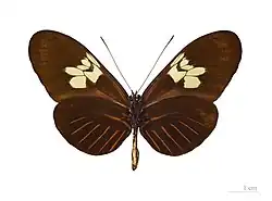 H. m. penelope female, ventral