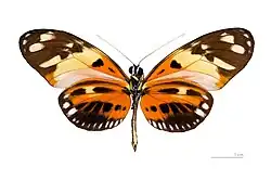 Heliconius numata numata, ventral, MHNT