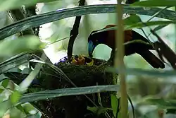 Feeding three chicks in the nest