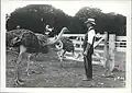 The Helvetia Ostrich Farm (1910)