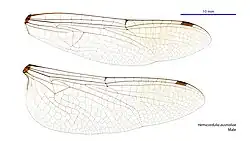 Male wings
