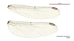 Female wings