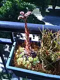 Hens and chicks at maturity, 25&nbsp;cm stalk