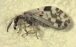 Adult Heteroconis ornata