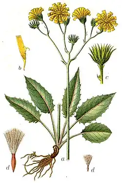Illustration of H.&nbsp;schmidtii subsp. graniticum (as H.&nbsp;sylvaticum)