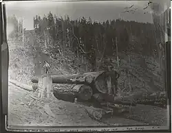 1918 photo taken on the Tiger Mountain skid row coming down to the High Point mills