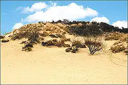 Hoge Blekker, highest dune on the Flemish coast