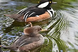 Hooded merganser.