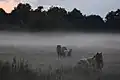 Horses in the mist