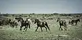 Wild horses