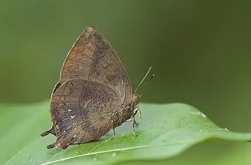 Ventral view