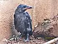 House crow fledgling