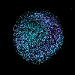 Human Brain Organoid