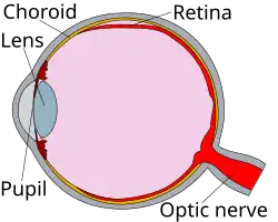 Cross-section diagram of an eye, showing the pupil (left), the choroid lens (in yellow, around the eye's perimeter), the retina (in red, below the choroid lens and around most of the eye's right-hand perimeter) and the optic nerve (bottom right, leading off from the retina in red).