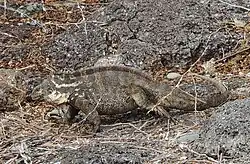 Hybrid iguana near the boat landing on South Plaza Island
