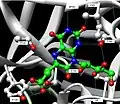 Hydrogen bonding between substrate and enzyme at the C-terminal domain.[2]
