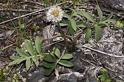 A plant with four, fuzzy compound leaves with leaflets attached on opposite sides of the thick leaf vein. The plant as a white, globe shaped flowering head with many fine stamens sticking out in all directions from the many flowers, a second flowering head has fallen on the ground behind one of the leaves. The plant is short with redish stems, fuzzy like the leaves.