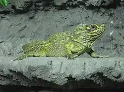 Philippine sailfin lizard in Tropicario in Helsinki, Finland
