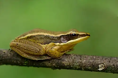 Lateral view