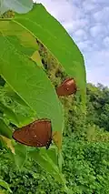 Guarding eggs on host plant, Pipturus argenteus. Tanguisson, Guam