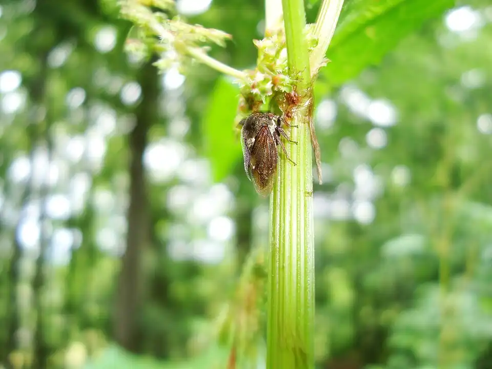 IKAl 090615 DSC04025.JPG