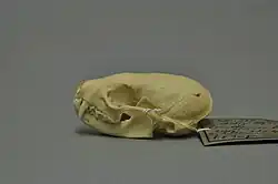 Skull of an animal viewed from the left
