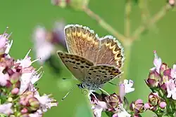 P. i. baldur, Bulgaria