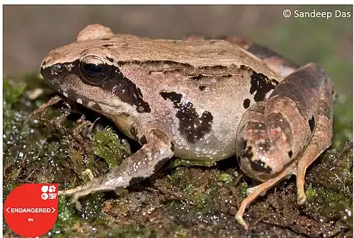 Lateral view