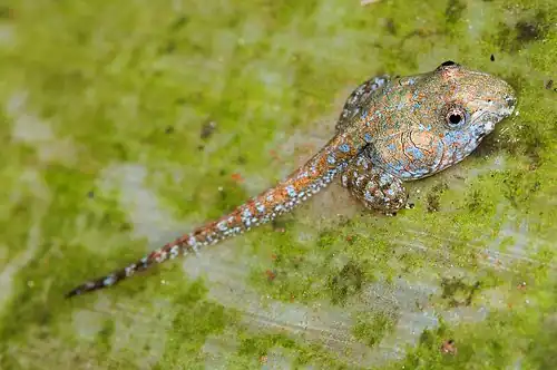 Tadpole