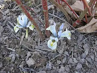 Iris 'Katharine Hodginkin', a bulbous cultivar being a hybrid of I. winogradowii and I. histrioides 'Major'