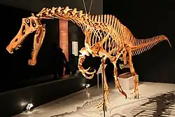 Reconstructed skeleton of a walking spinosaurid facing left at a museum