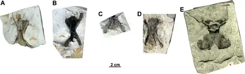 Isolated cervical vertebrae