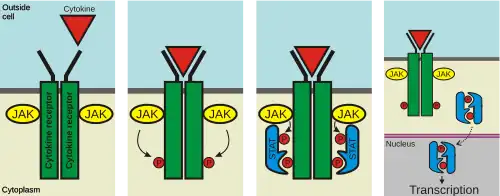 Key steps of the JAK-STAT pathway