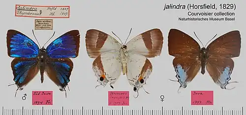 Museum specimen