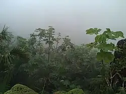 El Yunque National Forest in Jiménez