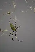 Joro spider found in Oconee County, South Carolina, US, in October 2023
