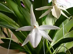 Jumellea arachnantha