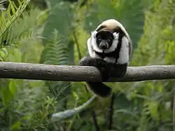 Juvenile ruffed lemur curled up on a branch facing the camera, its tail draped over the branch in front of it, with rich, green canopy in the background